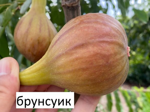 Смокиня „Брунсуик“ (Ficus carica ‘Brunswick’) - Градина 2020