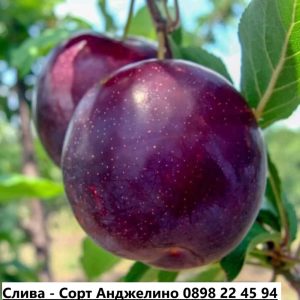 Слива - Анджелино