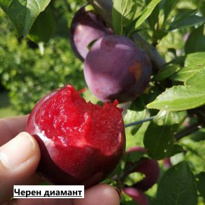 Слива - Черен диамант (Блек Даймънд)