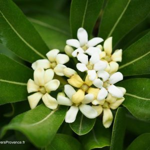 Питоспорум (Pittosporum) – Вечнозелена елегантност и неповторим аромат