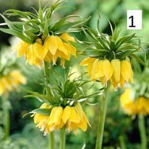 Фритилария (Fritillaria) – Екзотично пролетно цвете