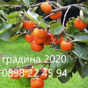 Райска Ябълка  Налични 3 сорта сорта   Джиро , Фую И Костата