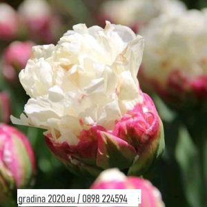 Сладоледено лале (Ice Cream Tulip) ЛУКОВИЦИ !!!